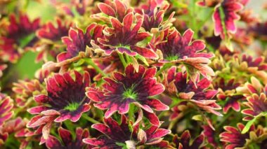 Coleus scutellarioides doğal bir geçmişe sahip.