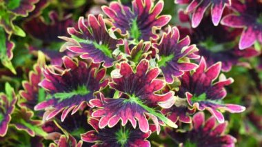 Coleus scutellarioides doğal bir geçmişe sahip.