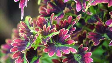Coleus scutellarioides doğal bir geçmişe sahip.