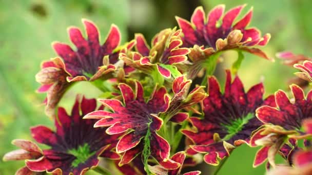 Coleus Scutellarioides Com Fundo Natural — Vídeo de Stock