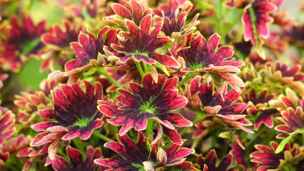 Coleus Scutellarioides Přírodním Pozadím — Stock video