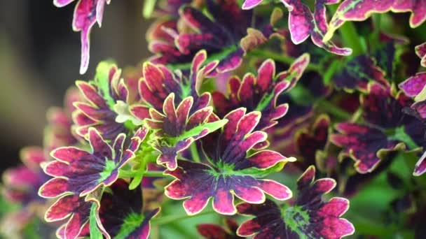 Coleus Scutellarioides Přírodním Pozadím — Stock video