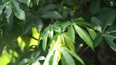 Ceiba pentandra (pamuk, Java kapok, ipek pamuk, samauma) doğal bir geçmişe sahiptir. Endonezyalı bu bitkiyi yatak olarak kullanmış.