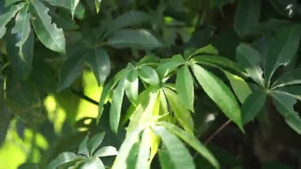 Ceiba Pentandra Bomull Java Kapok Silke Bomull Samauma Med Naturlig — Stockvideo