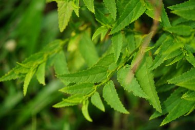 Sida acuta (aslo olarak da bilinir, sidaguri, sidogori) doğal arka plana sahiptir. Malvaceae familyasından bir bitki türü, Malvaceae. Sida acuta istilacı bir tür olarak kabul edilir.