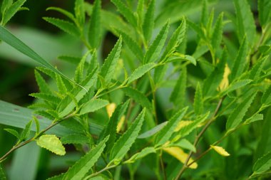 Sida acuta (aslo olarak da bilinir, sidaguri, sidogori) doğal arka plana sahiptir. Malvaceae familyasından bir bitki türü, Malvaceae. Sida acuta istilacı bir tür olarak kabul edilir.