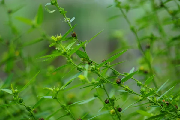 Sida acuta (aslo called common wireweed, sidaguri,sidogori) with natural background. This plant species of flowering plant in the mallow family, Malvaceae. Sida acuta is considered an invasive species