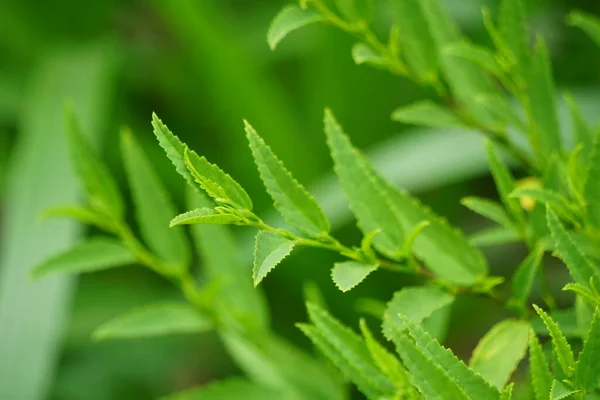 Sida acuta (aslo called common wireweed, sidaguri,sidogori) with natural background. This plant species of flowering plant in the mallow family, Malvaceae. Sida acuta is considered an invasive species