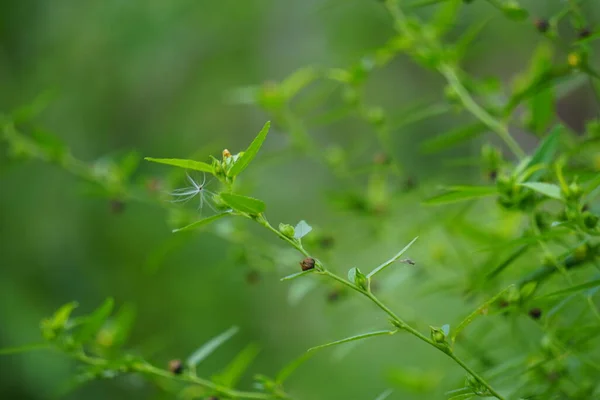 아쿠타 보통의 잡초라고 불리는 자연적 배경을 가지고 Malvaceae 현화식물의 일종이다 — 스톡 사진