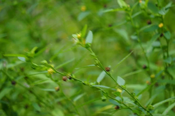 Sida acuta (aslo called common wireweed, sidaguri,sidogori) with natural background. This plant species of flowering plant in the mallow family, Malvaceae. Sida acuta is considered an invasive species