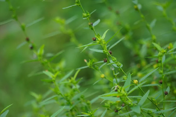天然の背景を持つ雑草 雑草と呼ばれる モロー科マルバセア属の開花植物のこの植物種 シダアクタは侵入種と考えられている — ストック写真
