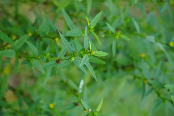 Sida acuta (aslo called common wireweed, sidaguri,sidogori) with natural background. This plant species of flowering plant in the mallow family, Malvaceae. Sida acuta is considered an invasive species