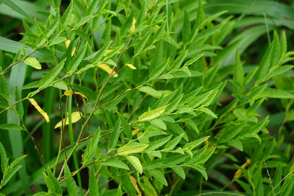 Sida acuta (aslo called common wireweed, sidaguri,sidogori) with natural background. This plant species of flowering plant in the mallow family, Malvaceae. Sida acuta is considered an invasive species