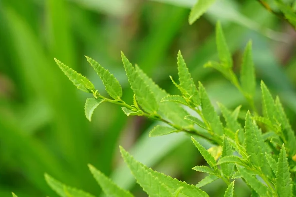 Sida acuta (aslo called common wireweed, sidaguri,sidogori) with natural background. This plant species of flowering plant in the mallow family, Malvaceae. Sida acuta is considered an invasive species