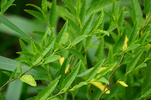 Sida acuta (aslo called common wireweed, sidaguri,sidogori) with natural background. This plant species of flowering plant in the mallow family, Malvaceae. Sida acuta is considered an invasive species