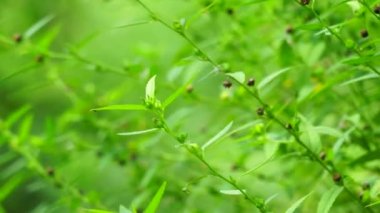 Sida acuta (aslo olarak da bilinir, sidaguri, sidogori) doğal arka plana sahiptir. Malvaceae familyasından bir bitki türü, Malvaceae. Sida acuta istilacı bir tür olarak kabul edilir.