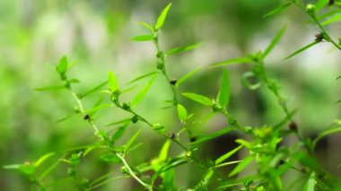 Sida acuta (aslo olarak da bilinir, sidaguri, sidogori) doğal arka plana sahiptir. Malvaceae familyasından bir bitki türü, Malvaceae. Sida acuta istilacı bir tür olarak kabul edilir.