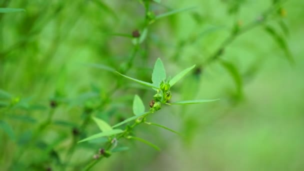 Sida Acuta Aslo Zwane Zwyczajnym Wodorostem Sidaguri Sidogori Naturalnym Tłem — Wideo stockowe