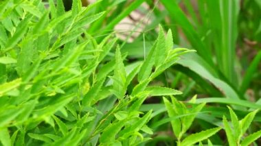 Sida acuta (aslo olarak da bilinir, sidaguri, sidogori) doğal arka plana sahiptir. Malvaceae familyasından bir bitki türü, Malvaceae. Sida acuta istilacı bir tür olarak kabul edilir.