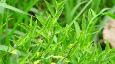 Sida acuta (aslo olarak da bilinir, sidaguri, sidogori) doğal arka plana sahiptir. Malvaceae familyasından bir bitki türü, Malvaceae. Sida acuta istilacı bir tür olarak kabul edilir.