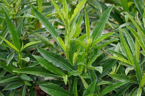 Sonchus Arvensis Évelő Koca Mezei Bogáncs Szántóföldi Kocavető Tempuyung Kukorica — Stock Fotó