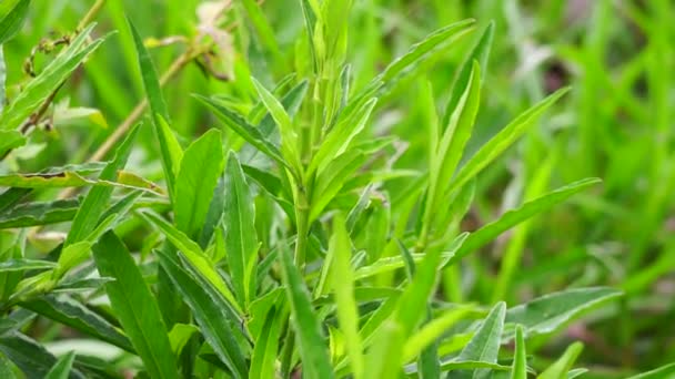 Sonchus Arvensis Scroafă Perenă Ciulin Lapte Câmp Ciulin Semănat Câmp — Videoclip de stoc