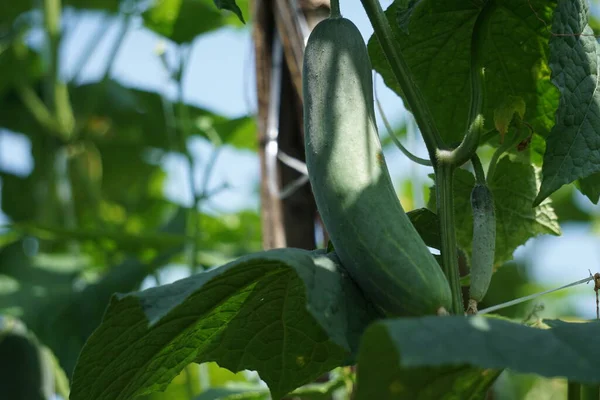 Cucumber Cucumis Sativus Timun Mentimun Ketimun Tree Cucumbers Grown Eat — Photo