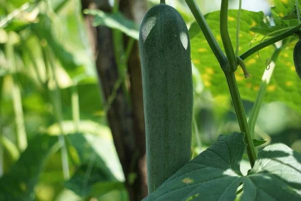 Cucumber Cucumis Sativus Timun Mentimun Ketimun Tree Cucumbers Grown Eat — Photo