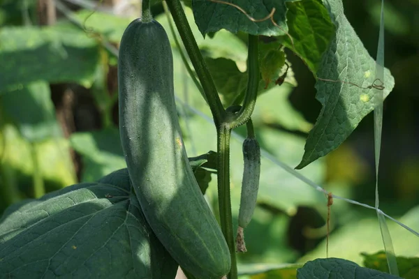 Cucumber Cucumis Sativus Timun Mentimun Ketimun Tree Cucumbers Grown Eat — Photo