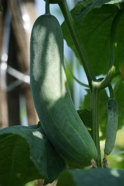 Cucumber Cucumis Sativus Timun Mentimun Ketimun Tree Cucumbers Grown Eat — Photo