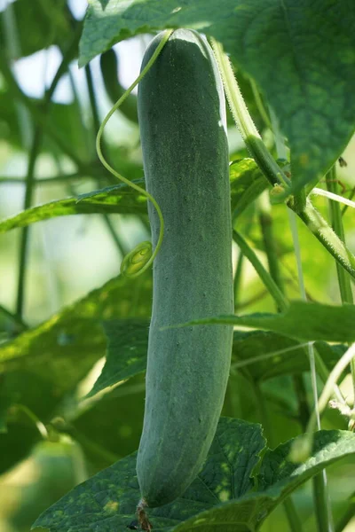 Ağacın üzerinde salatalık (salatalık sativus, timun, mentimun, ketimun). Taze yemek için yetiştirilen salatalıklara salatalık dilimleme denir.