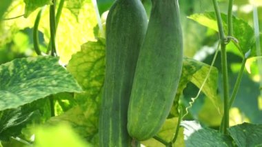 Cucumber (Cucumis sativus, timun, mentimun, ketimun) on the tree. Cucumbers grown to eat fresh are called slicing cucumbers