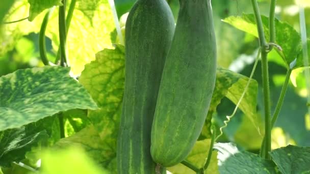 Cucumber Cucumis Sativus Timun Mentimun Ketimun Tree Cucumbers Grown Eat — Stock video