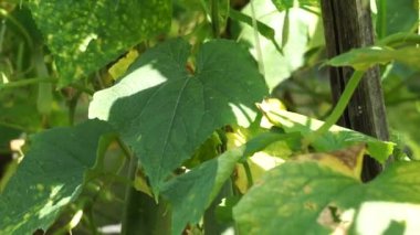 Cucumber (Cucumis sativus, timun, mentimun, ketimun) leaves on the tree. Cucumbers grown to eat fresh are called slicing cucumbers