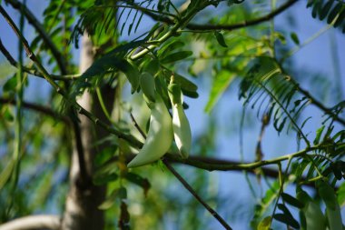 Sebze sinekkuşu (ayrıca Sesbania grandiflora, sinekkuşu, Batı Hint bezelyesi, Jayanti, agati, katurai olarak da bilinir) doğal bir geçmişi vardır. Yiyecek olarak kullanılan bu bitkinin çiçeği. 