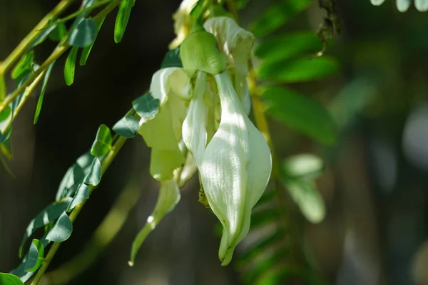 Vegetable Hummingbird Also Called Sesbania Grandiflora Hummingbird West Indian Pea — стоковое фото