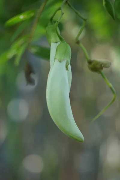 Vegetable Hummingbird Also Called Sesbania Grandiflora Hummingbird West Indian Pea — стоковое фото