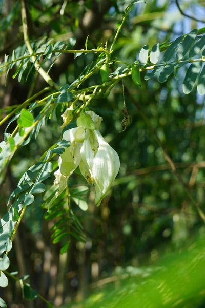 Vegetable Hummingbird Also Called Sesbania Grandiflora Hummingbird West Indian Pea — Φωτογραφία Αρχείου