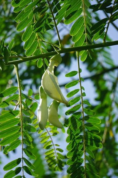 Vegetable Hummingbird Also Called Sesbania Grandiflora Hummingbird West Indian Pea — Stockfoto