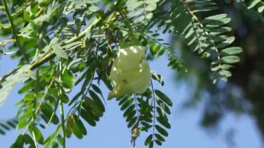 Sebze sinekkuşu (ayrıca Sesbania grandiflora, sinekkuşu, Batı Hint bezelyesi, Jayanti, agati, katurai olarak da bilinir) doğal bir geçmişi vardır. Yiyecek olarak kullanılan bu bitkinin çiçeği. 