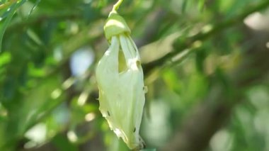 Sebze sinekkuşu (ayrıca Sesbania grandiflora, sinekkuşu, Batı Hint bezelyesi, Jayanti, agati, katurai olarak da bilinir) doğal bir geçmişi vardır. Yiyecek olarak kullanılan bu bitkinin çiçeği. 