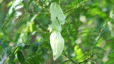 Sebze sinekkuşu (ayrıca Sesbania grandiflora, sinekkuşu, Batı Hint bezelyesi, Jayanti, agati, katurai olarak da bilinir) doğal bir geçmişi vardır. Yiyecek olarak kullanılan bu bitkinin çiçeği. 