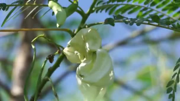 Növényi Kolibri Más Néven Sesbania Grandiflora Kolibri Nyugat Indiai Borsó — Stock videók