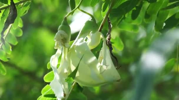 Növényi Kolibri Más Néven Sesbania Grandiflora Kolibri Nyugat Indiai Borsó — Stock videók