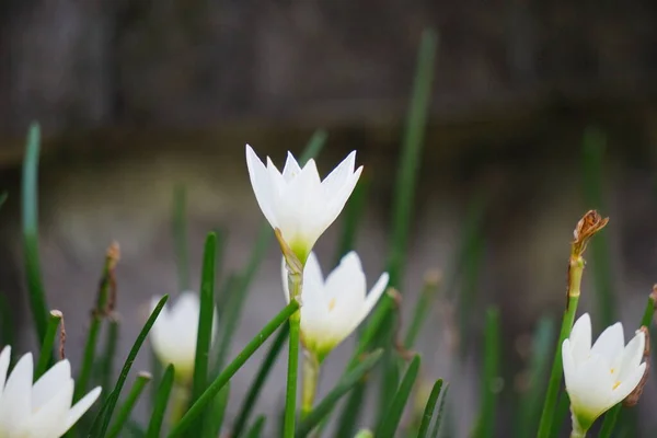 Zephyranthes Ayrıca Peri Zambağı Yağmur Çiçeği Zephyr Zambağı Sihirli Zambak — Stok fotoğraf