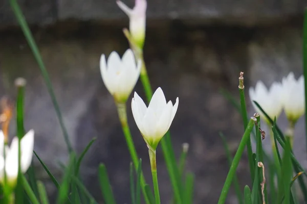 Zephyranthes Ayrıca Peri Zambağı Yağmur Çiçeği Zephyr Zambağı Sihirli Zambak — Stok fotoğraf