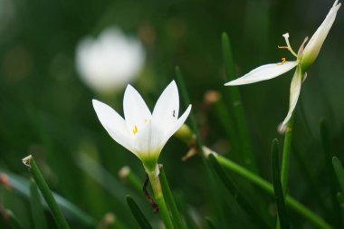 Zephyranthes (ayrıca peri zambağı, yağmur çiçeği, zephyr zambağı, sihirli zambak olarak da bilinir) doğal bir geçmişe sahiptir.