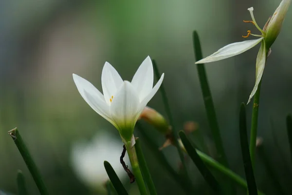 Zephyranthes Also Called Fairy Lily Rain Flower Zephyr Lily Magic — Foto de Stock