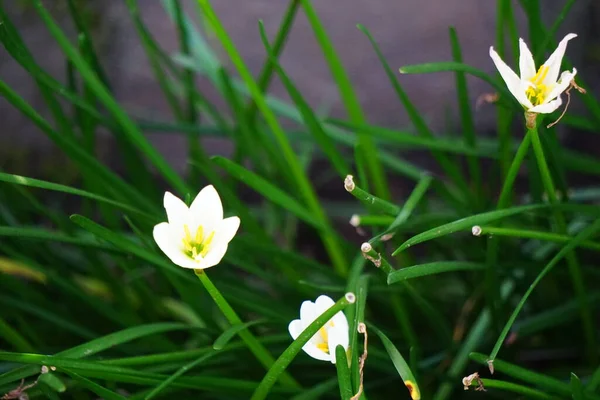 Zephyranthes Also Called Fairy Lily Rain Flower Zephyr Lily Magic — Foto de Stock