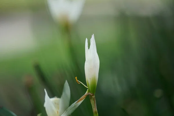 Zephyranthes Also Called Fairy Lily Rain Flower Zephyr Lily Magic —  Fotos de Stock